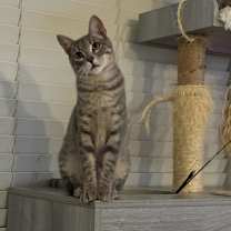 Thumbnail photo of Martini #4