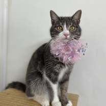 Thumbnail photo of Seraphina #3
