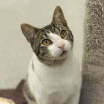 Thumbnail photo of Rico #1
