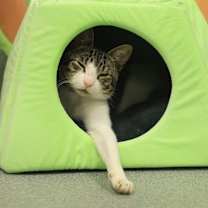 Thumbnail photo of Rico #2