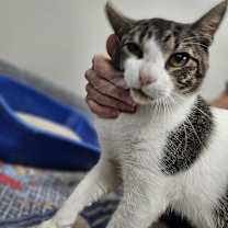 Thumbnail photo of Rico #3