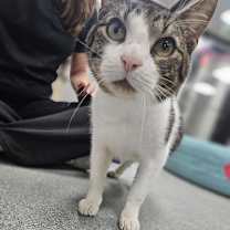 Thumbnail photo of Rico #4