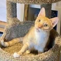 Thumbnail photo of Calvin (bonded with Hobbes) #2