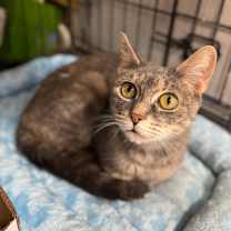 Thumbnail photo of Victoria #1