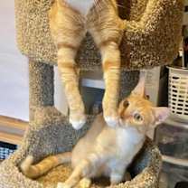 Thumbnail photo of Calvin (bonded with Hobbes) #3