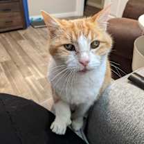 Thumbnail photo of Amelia #4