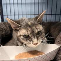 Thumbnail photo of Victoria #2