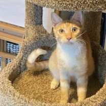 Thumbnail photo of Calvin (bonded with Hobbes) #4