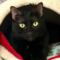 Thumbnail photo of Maddie #1