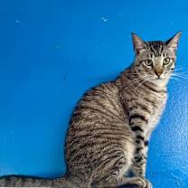 Thumbnail photo of Zazu #2