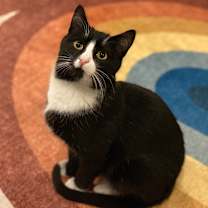 Thumbnail photo of Hamilton #1