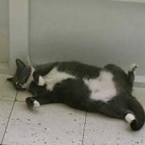 Thumbnail photo of Kanga #4