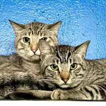 Thumbnail photo of Zazu #4