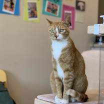 Thumbnail photo of Koda #2