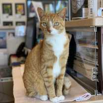 Thumbnail photo of Koda #3