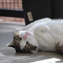 Thumbnail photo of Theo #1