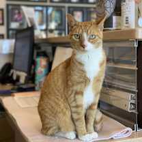 Thumbnail photo of Koda #4