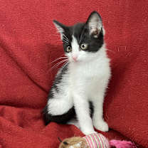 Thumbnail photo of Sushi #2