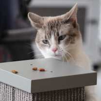Thumbnail photo of Juliette #4
