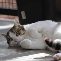 Thumbnail photo of Theo #4