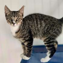 Thumbnail photo of Barney #2