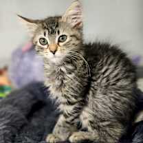 Thumbnail photo of Spirit #2