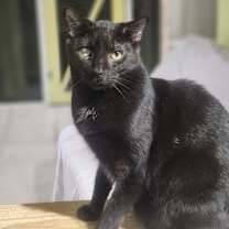 Thumbnail photo of Frodo #1