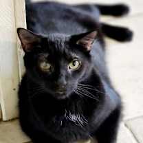 Thumbnail photo of Frodo #2