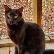 Thumbnail photo of Frodo #3