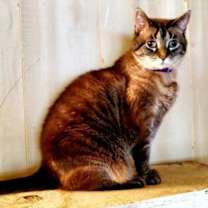 Thumbnail photo of Laverne #2