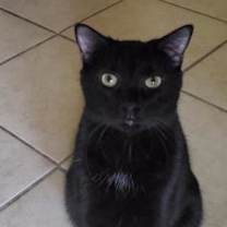 Thumbnail photo of Frodo #4