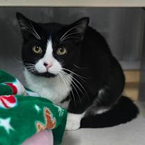 Thumbnail photo of Alfred #2