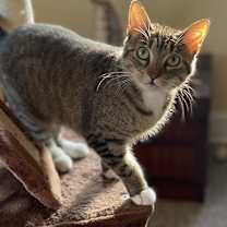 Thumbnail photo of Balega #1
