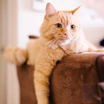 Thumbnail photo of Atticus #2