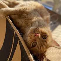 Thumbnail photo of Atticus #4
