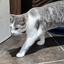 Thumbnail photo of Skipper #2
