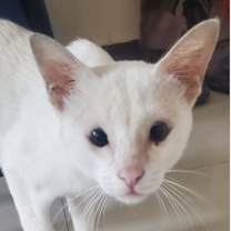 Thumbnail photo of Kaana Pakistan #1