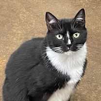 Thumbnail photo of Trixie Girl #1