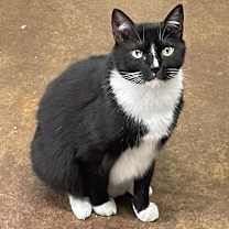 Thumbnail photo of Trixie Girl #3