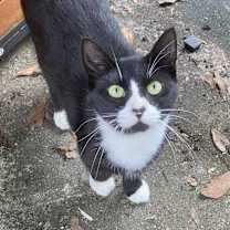 Thumbnail photo of Mittens #1