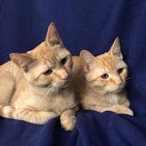 Thumbnail photo of Rascal Fersch (bonded to Scooter) #1