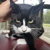 Thumbnail photo of Mittens #2