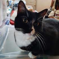 Thumbnail photo of Cutie Hatcher #2