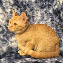 Thumbnail photo of Rascal Fersch (bonded to Scooter) #2