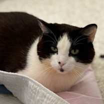 Thumbnail photo of Lucky #1
