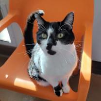 Thumbnail photo of Starling #2