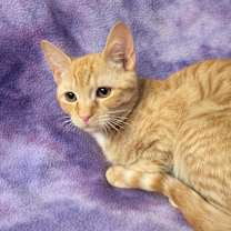 Thumbnail photo of Scooter Fersch (bonded to Rascal) #3