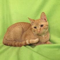 Thumbnail photo of Rascal Fersch (bonded to Scooter) #3