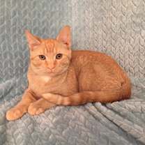 Thumbnail photo of Rascal Fersch (bonded to Scooter) #4