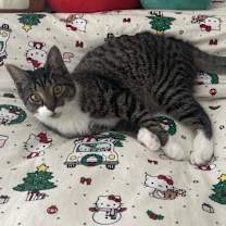 Thumbnail photo of Dudley Do-Right Rockbridge #4